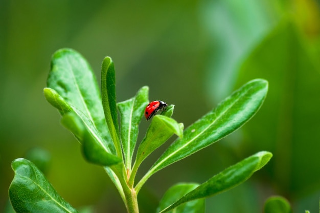 mariquita