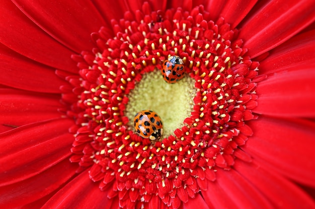 Foto mariquitas en un gerbera rojo brillante