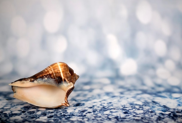 Foto mariscos en el azul