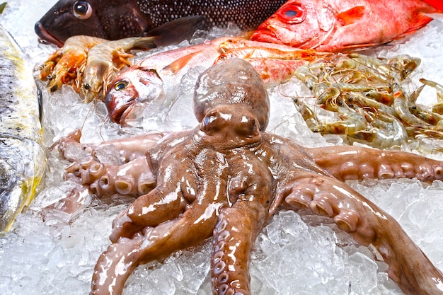 Mariscos langosta camarones pescado calamar pescadería