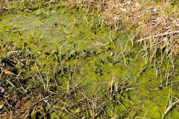 Marisma con algas en agua estancada