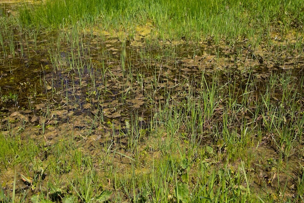 Marismas cubiertas de hierba con agua estancada