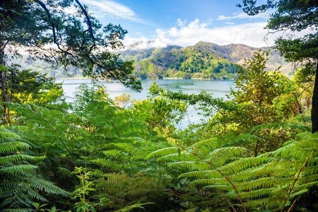 Foto marlborough sounds von queen charlotte track südinsel neuseeland aus gesehen