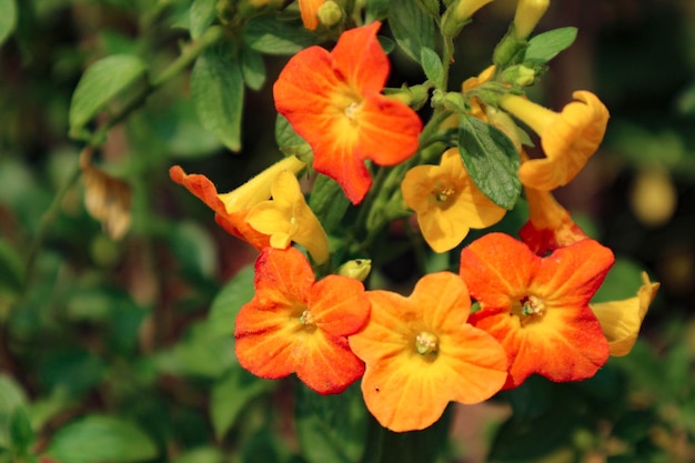 Marmalade Bush tiene el nombre latino Streptosolen jamesonii tiene una forma de embudo con amarillo y naranja brillante como naranjas frescas