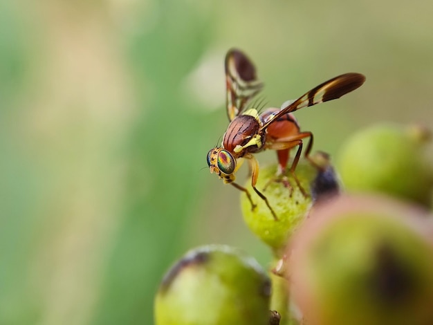 Foto marmalade hoverfly