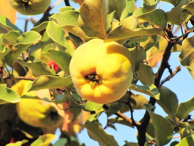 Marmelo amarelo em uma árvore em um dia ensolarado