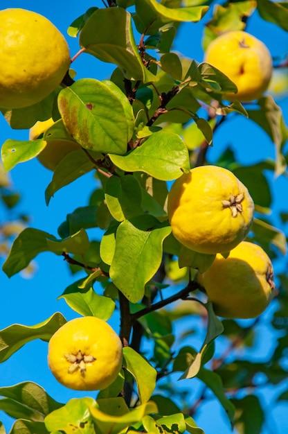 Marmelo amarelo no galho