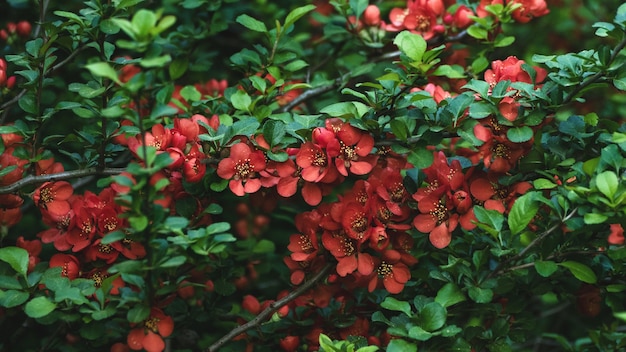 Marmelo chinês - Chaenomeles speciosa florescendo - arbusto espinhoso caduco ou semi-perene nativo da Ásia oriental