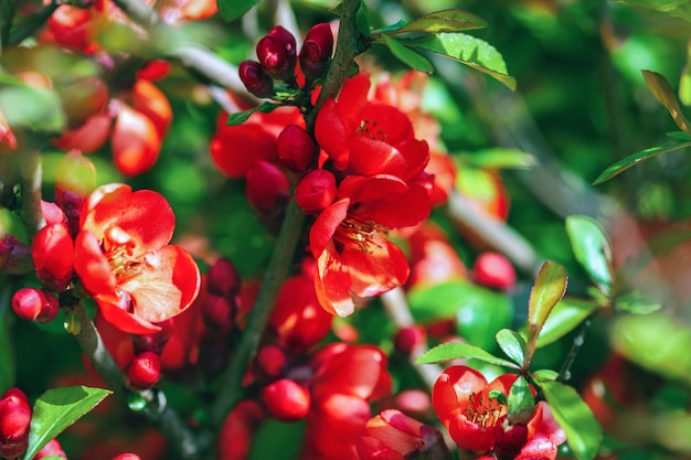 Marmelo florescendo em flores vermelhas, chaenomeles japonica florescendo na primavera