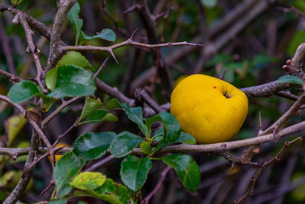 Marmelo japonês amarelo maduro em um galho de arbusto entre folhas verdes