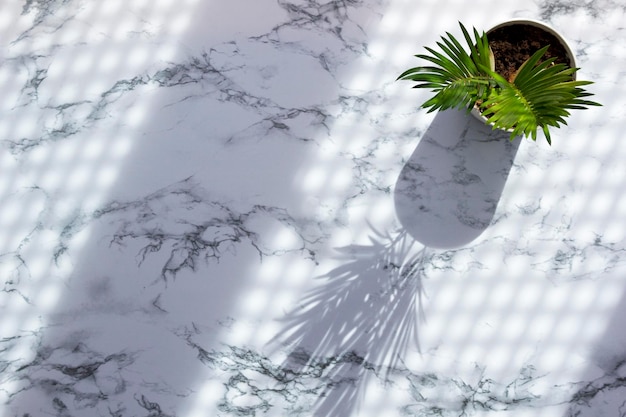 Foto marmor-tisch-hintergrund mit palmblättern schatten modernes konzept des natürlichen organischen trends