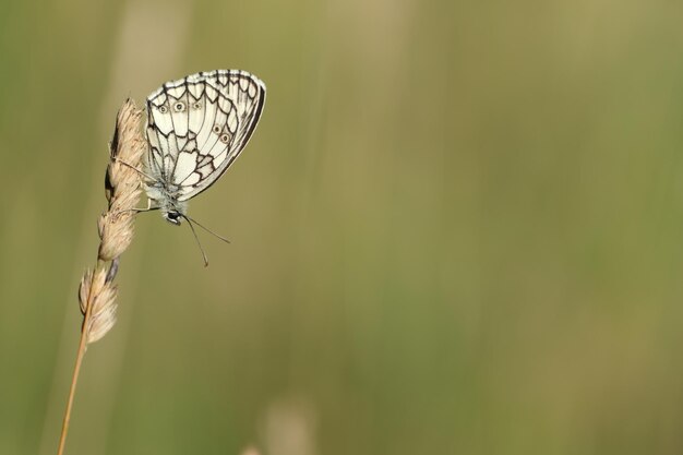 Marmorierter weißer Schmetterling Nahaufnahme Schwarz-Weiß-Schmetterling in freier Wildbahn