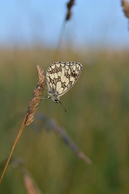 Marmorierter weißer Schwarzweiss-Schmetterling in der Wildnis