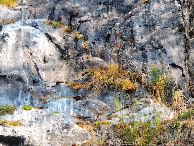 Marmorschluchtfelsen mit Grasbüscheln Natürliches Schutzgefieder von Möwenküken verschmilzt mit dem Stein