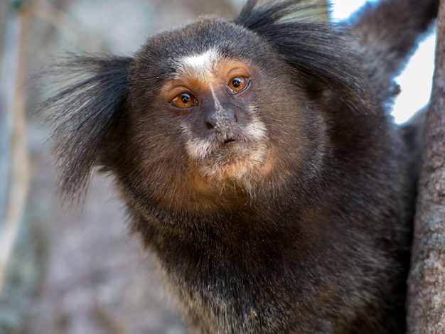 Marmoset Porträt