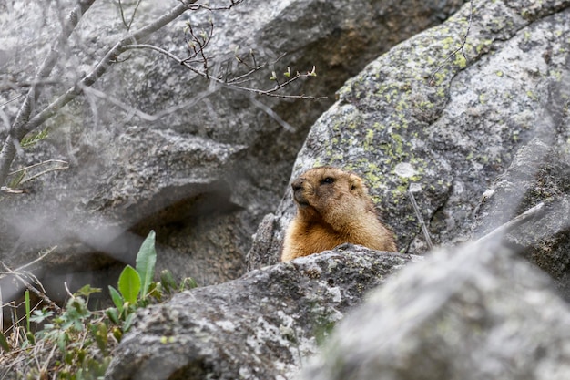 Marmot Marmota Marmota em pé nas rochas nas montanhas Marmota na natureza selvagem