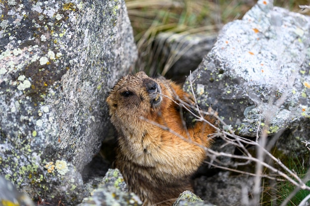 Marmot Marmota Marmota em pé nas rochas nas montanhas Marmota na natureza selvagem