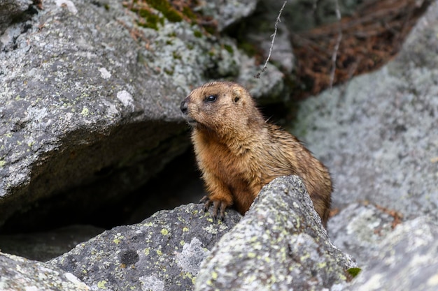 Marmot Marmota Marmota em pé nas rochas nas montanhas Marmota na natureza selvagem