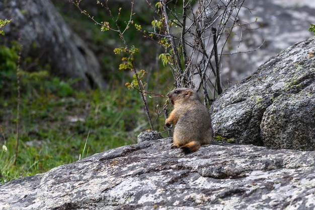 Marmot Marmota Marmota em pé nas rochas nas montanhas Marmota na natureza selvagem