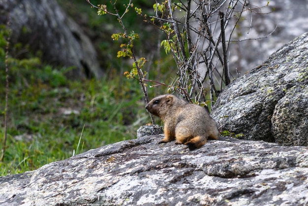 Marmot Marmota Marmota em pé nas rochas nas montanhas Marmota na natureza selvagem