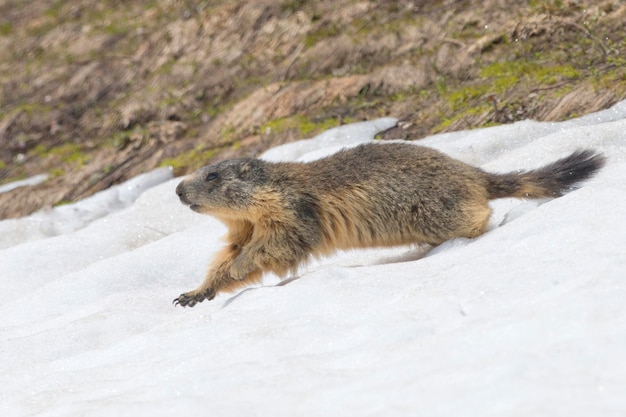 Marmota aislada mientras corre en la nieve