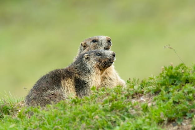 Marmota alpina com fundo verde suave