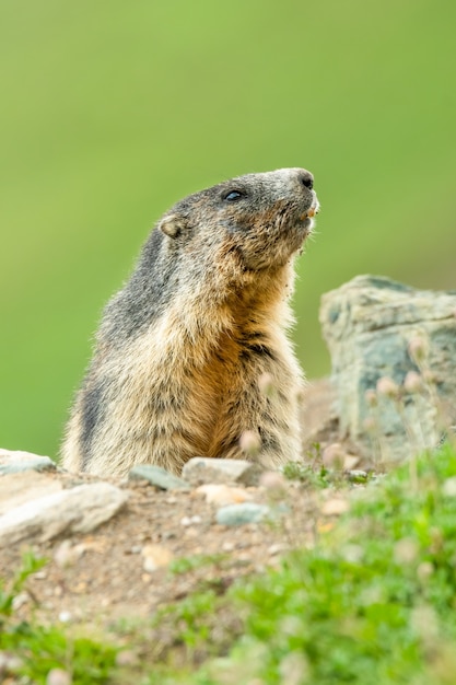 Marmota alpina com fundo verde suave