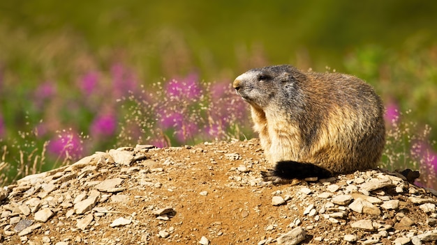 Marmota alpina, descansando em um dia ensolarado de verão.