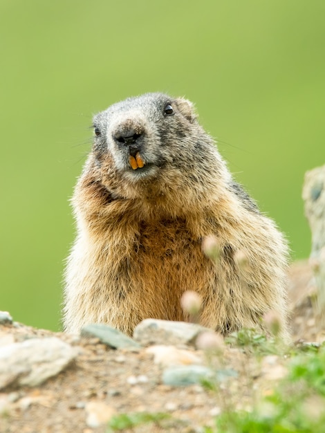 Foto marmota alpina con fondo verde suave