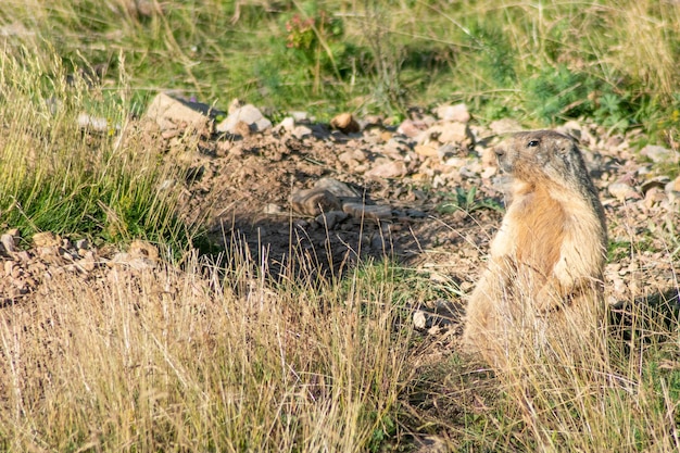 Foto marmota alpina hermosa que mira en una roca