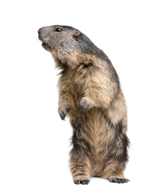 Marmota alpina - Marmota marmota en un blanco aislado