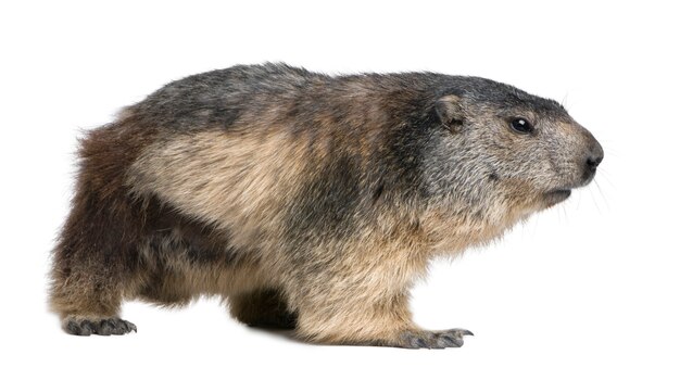 Marmota alpina - Marmota marmota en un blanco aislado
