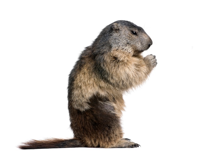 Marmota alpina, Marmota marmota, sentado sobre un blanco aislado