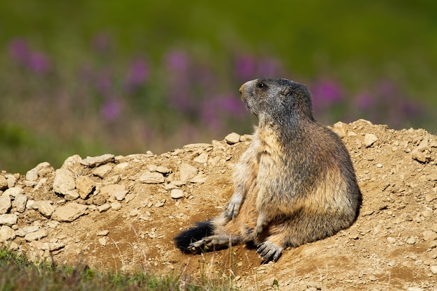 Marmota alpina selvagem sentado perto de sua toca e desviar o olhar