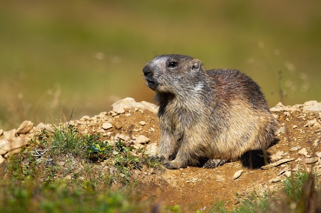 Marmota alpina sentada frente a una guarida en una colina de tierra y piedras