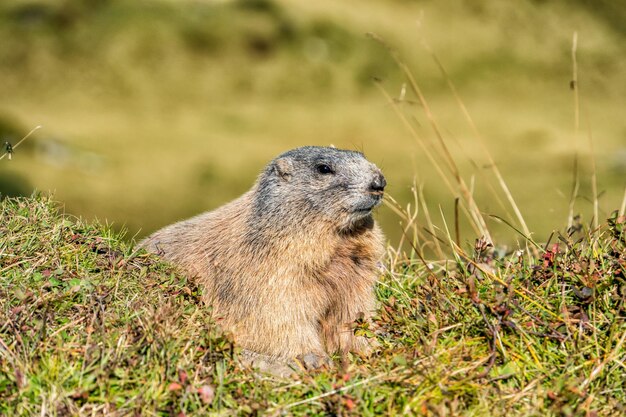 La marmota alpina.