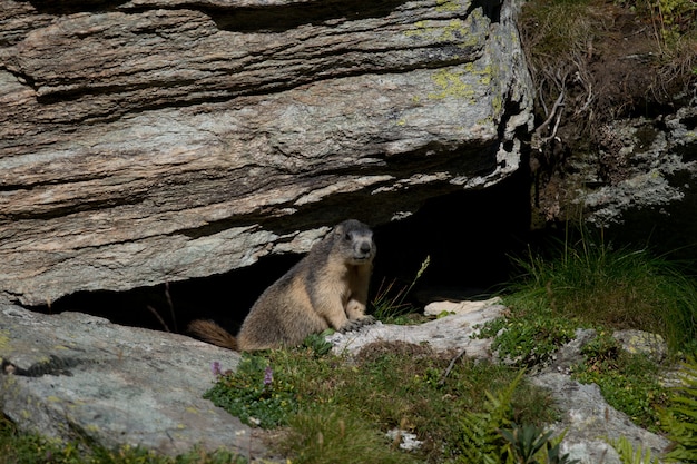 Marmota alpina