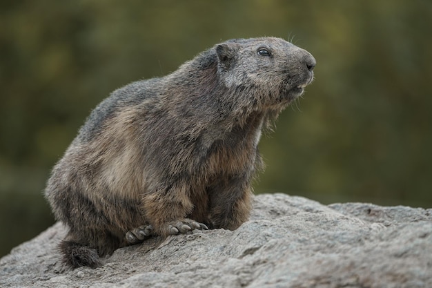 Marmota alpina