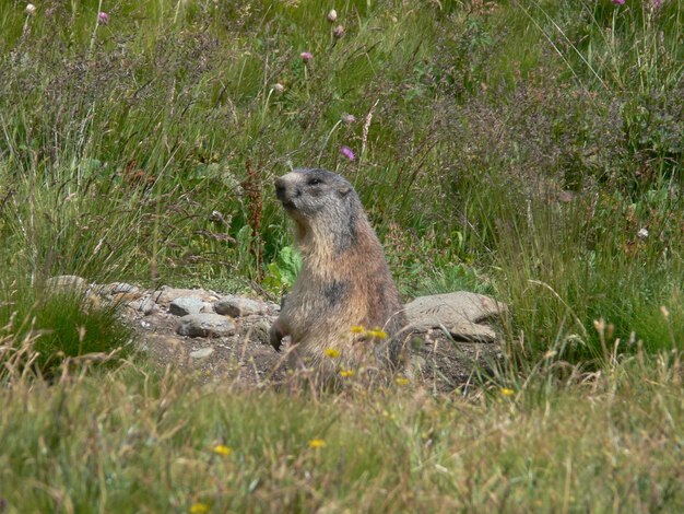 Una marmota en un campo de hierba y flores.