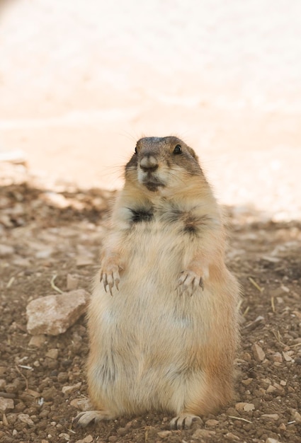 Una marmota de cerca