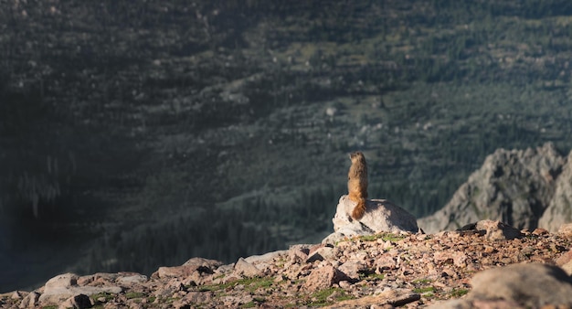 Una marmota en los Colorado Cockies.