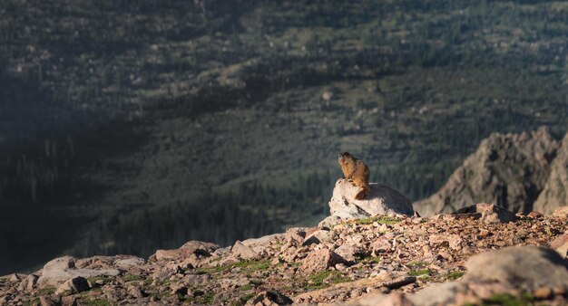 Una marmota en los Colorado Cockies.