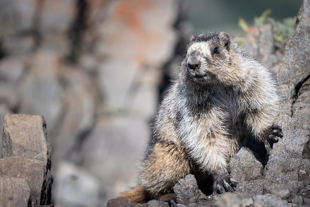 Marmota curiosa posando para retrato nas montanhas rochosas canadenses