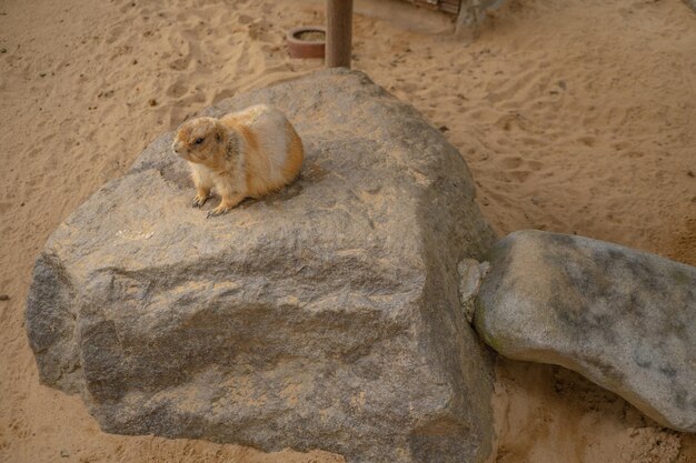 marmota de areia fica na pedra e toma banho de areia