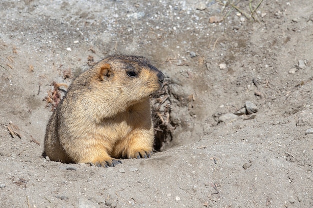 Marmota divertida asoma de una madriguera en la montaña del Himalaya, región de Ladakh, India. Concepto de naturaleza y viajes.