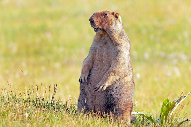 Marmota divertida con piel esponjosa se sienta en un prado en un día cálido y soleado