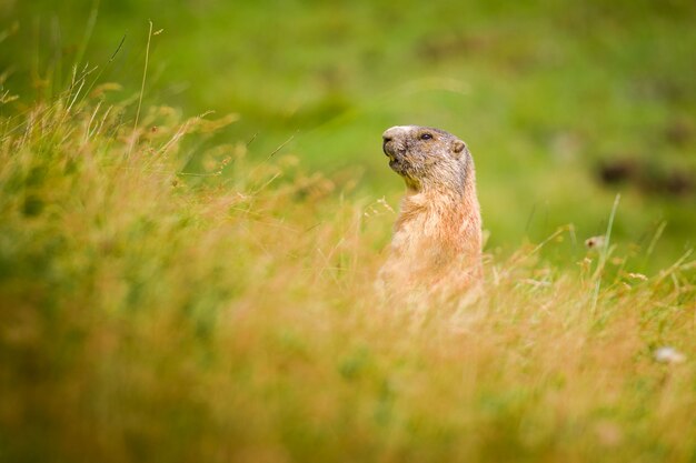 Marmota de los Dolomitas