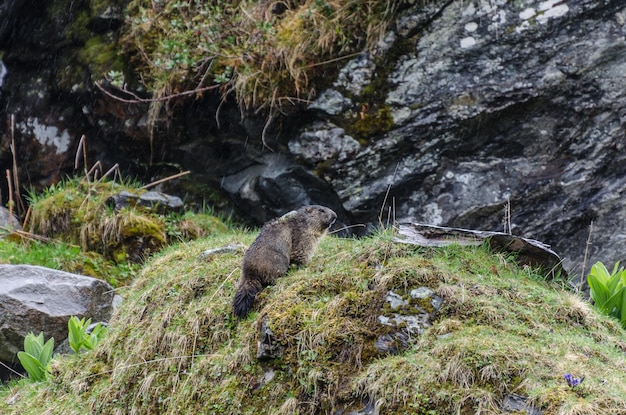 Marmota em uma colina