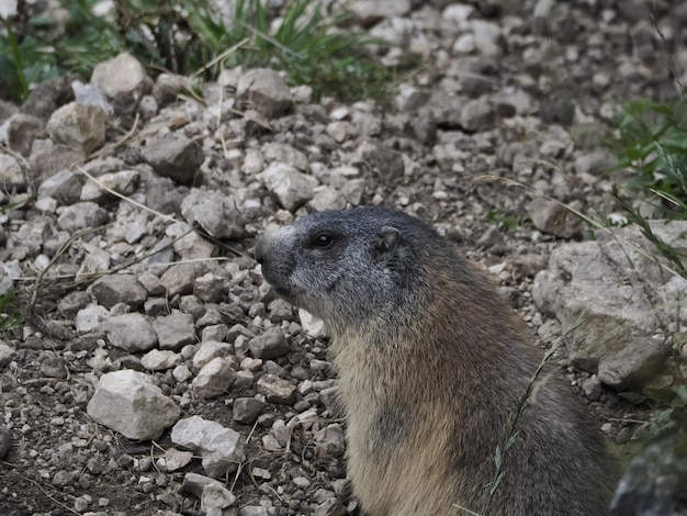 Marmota fora do retrato do ninho