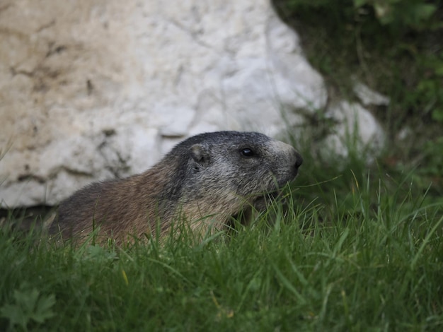 Marmota fora do retrato do ninho